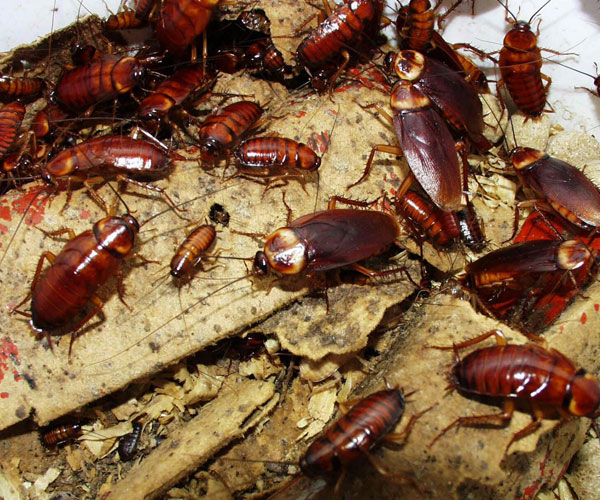 pest cockroaches