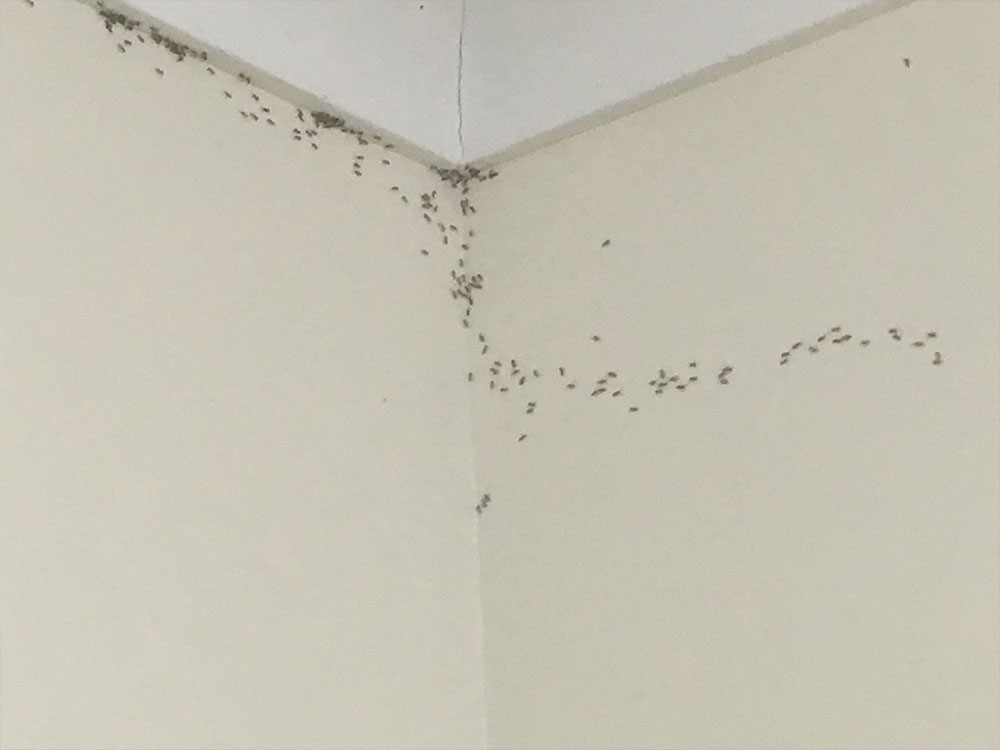 Ant Treatment